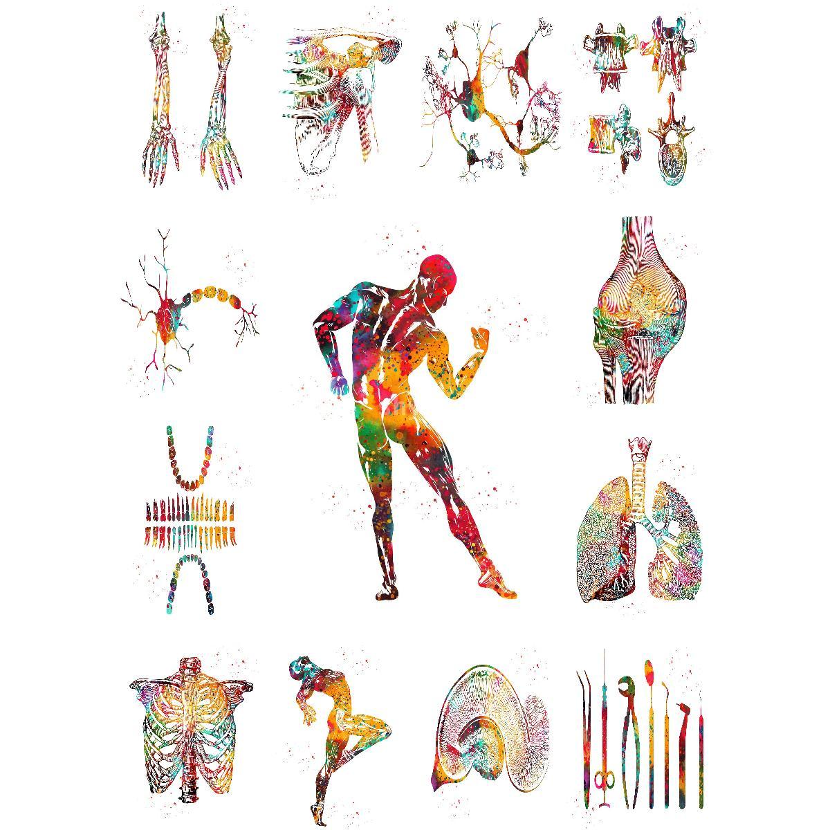 Anatomisches Muskelstruktur-Po – Interior Design Education Bewertung und Preis